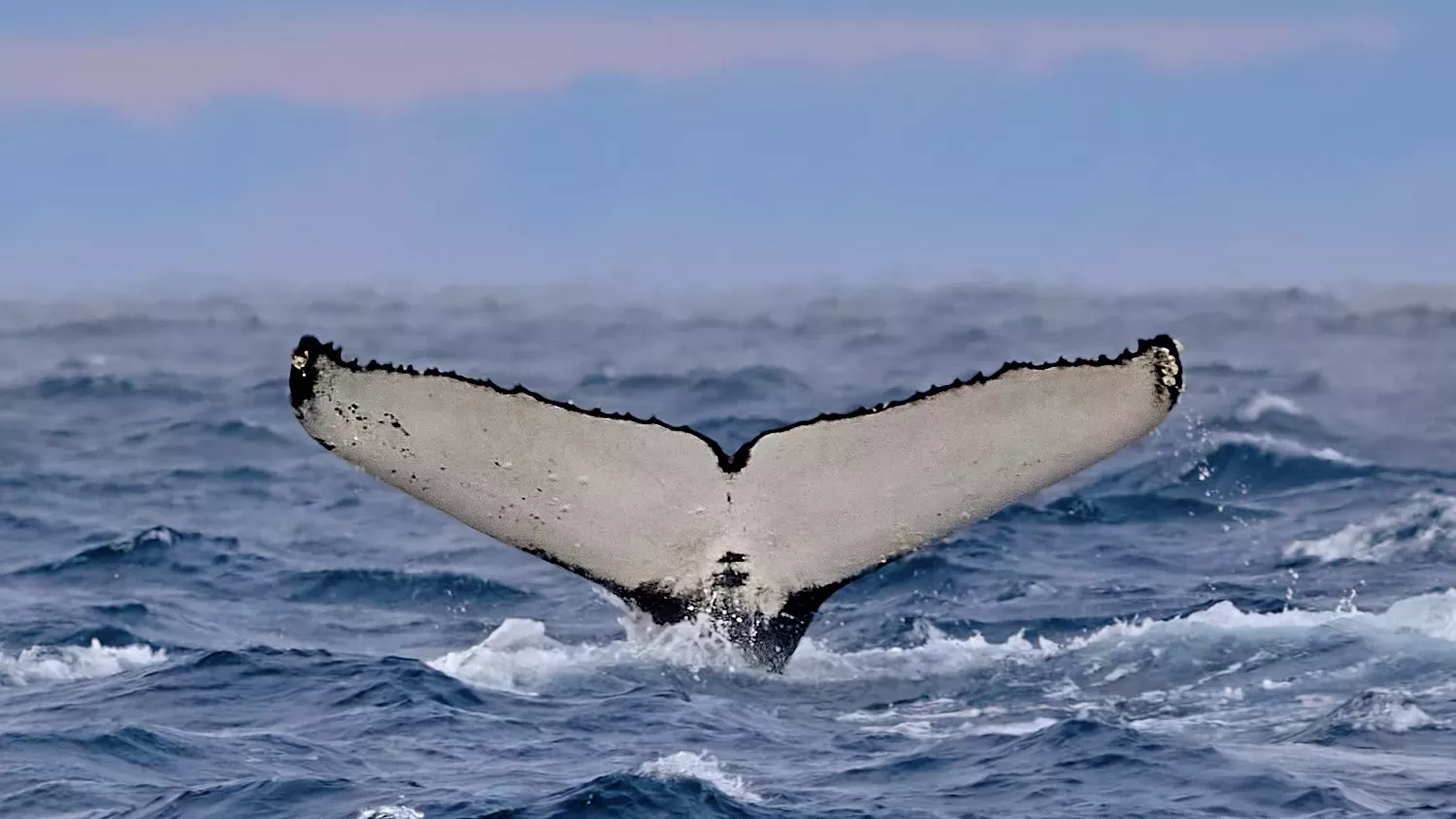 Еще один магнит Мурманской области